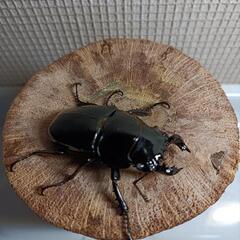 タランドゥスオオツヤクワガタ幼虫の画像