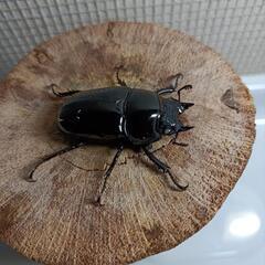 タランドゥスオオツヤクワガタ幼虫の画像