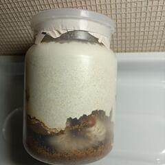 タランドゥスオオツヤクワガタ幼虫の画像