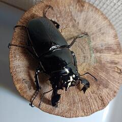 　　タランドゥスオオツヤクワガタペア格安