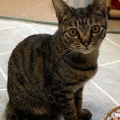 里親さん決まりました。オットリ、優しい　キジトラ