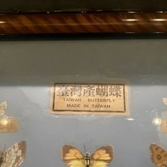 台湾産胡蝶の画像