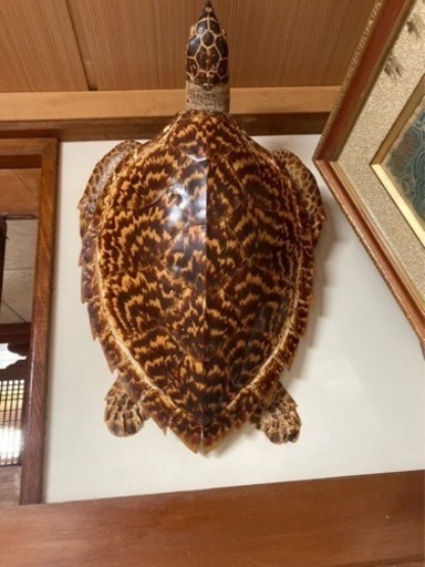 貝殻・珊瑚　亀の剥製