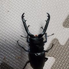 ギラファノコギリクワガタ 82mmオス1頭メス2頭のトリオ (追...