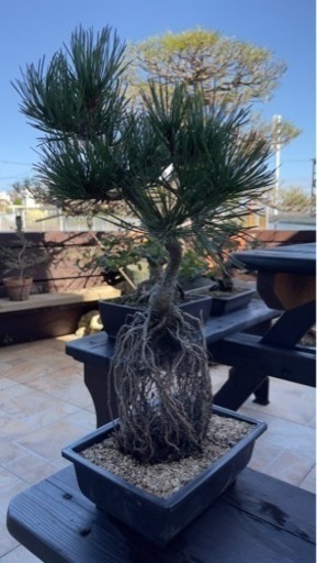 黒松2本　値下げしました！