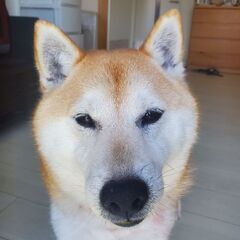 ※詳細確認お願いします※　柴犬5歳♀の里親募集