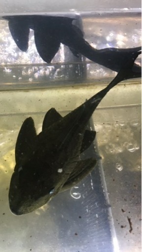 ブルーアイプレコ