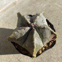 ランポー玉　多肉植物　サボテン