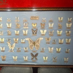 台湾産胡蝶の画像