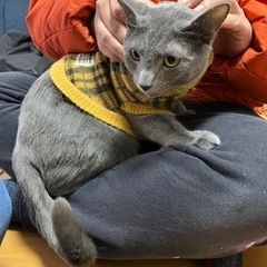 【新しい飼い主探し】1歳半のグレーちゃん　雄　人好き