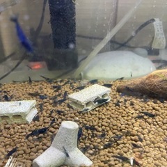 ブルーシュリンプの画像