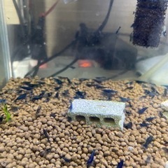 ブルーシュリンプの画像