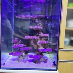 海水水槽生体セット