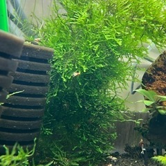 ジャイアント南米ウィローモスの画像