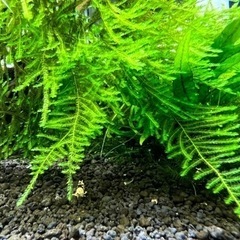 ジャイアント南米ウィローモスの画像