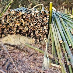 竹（伐採済み、伐採前）【特定の方とお取引中】