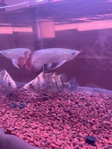 ダトニオショートボディーユニコーン系