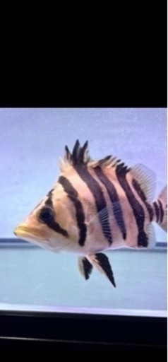 ダトニオバンド白化個体ショートハイボディ