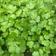 2/8 本日パクチー沢山並べます！100円です！