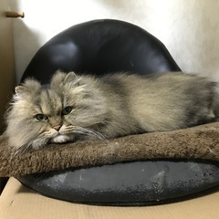 チンチラ・ゴールデン（血統証明書あり）
