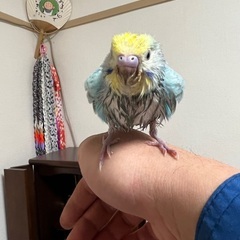 セキセイインコ - 亀岡市