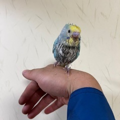 セキセイインコ - その他