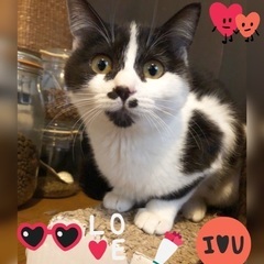 おメメパチクリ💖人懐こくて可愛い月ちゃん5カ月