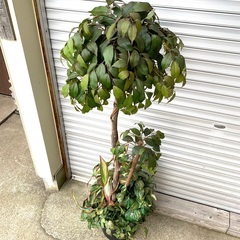 観葉植物 人工 樹木  造花 　高さ162cm　　訳あり格安価格!！の画像