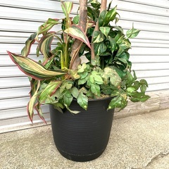 観葉植物 人工 樹木  造花 　高さ162cm　　訳あり格安価格!！の画像