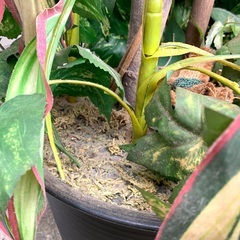 観葉植物 人工 樹木  造花 　高さ162cm　　訳あり格安価格!！の画像