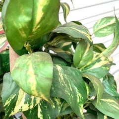 観葉植物 人工 樹木  造花 　高さ162cm　　訳あり格安価格!！の画像