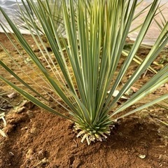 ロストラータ 45cm