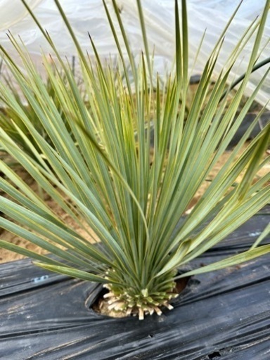 ロストラータ ① 45cm