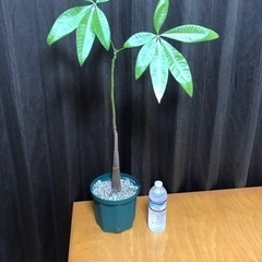 パキラ