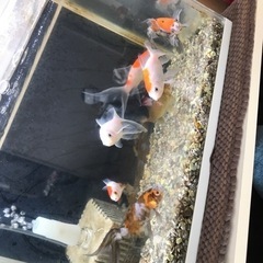 金魚