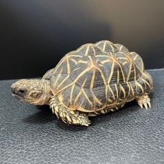 【爬虫類】インドホシガメ販売🐢