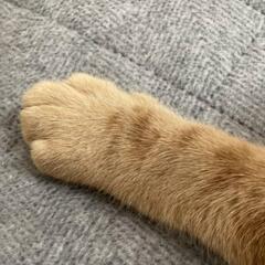 猫の手も借りたい。人手が欲しい。身の周りのお困りごと、相談ください。