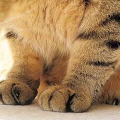 猫の手も借りたい。人手が欲しい。身の周りのお困りごと、相談ください。 - 金沢市