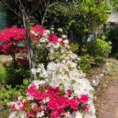 庭木、庭石