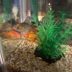 金魚の里親募集しますの画像