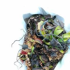 2/11食虫植物ハエトリソウ無料配布会