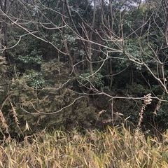 伐採　原木　薪の画像