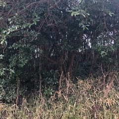 伐採　原木　薪