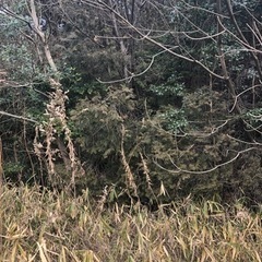 伐採　原木　薪の画像