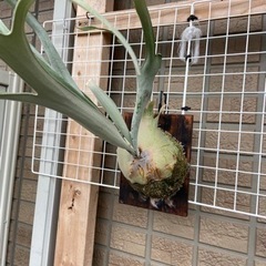 ビカクシダ　コウモリラン　ベイチー　ビーチー　亀甲竜の画像