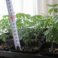 ｢カレーリーフの苗　格安で｣