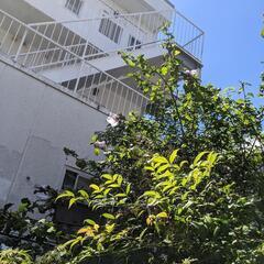 ふよう　植木　ガーデニング　花　の画像