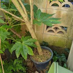 ふよう　植木　ガーデニング　花　の画像