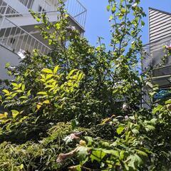 ふよう　植木　ガーデニング　花　の画像