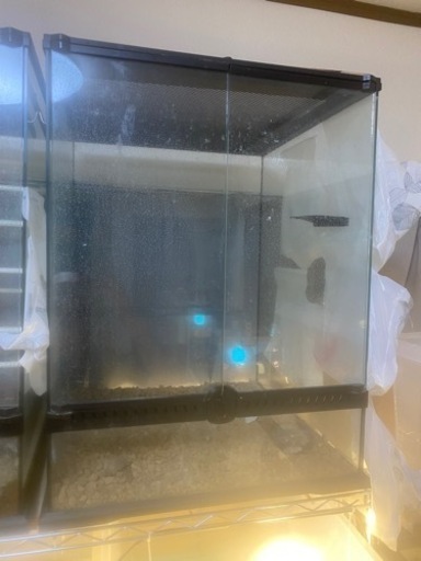 レインフォレストタンクM